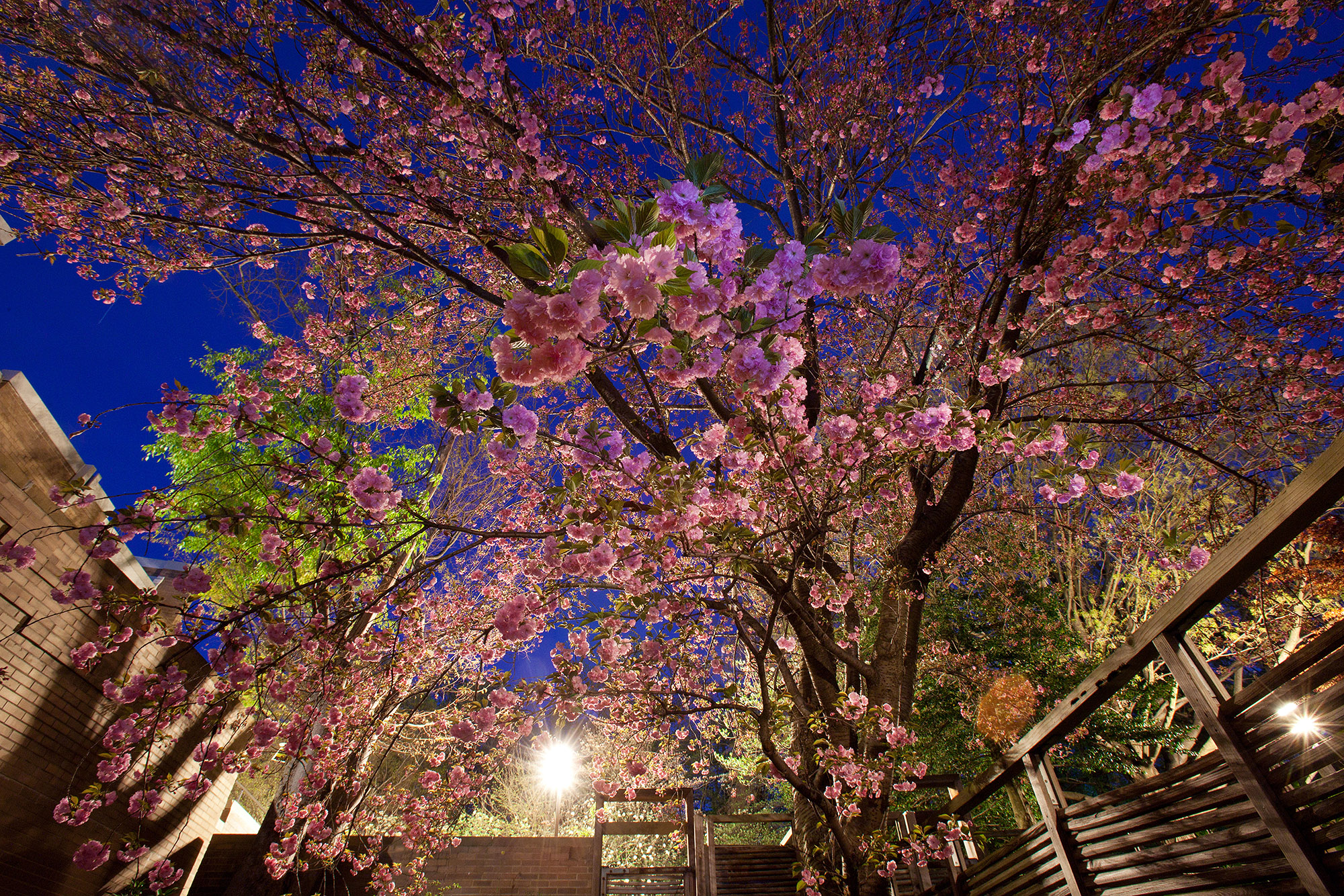 Kwanzan Cherry Tree Charlotte Geary Northern Virginia Commercial