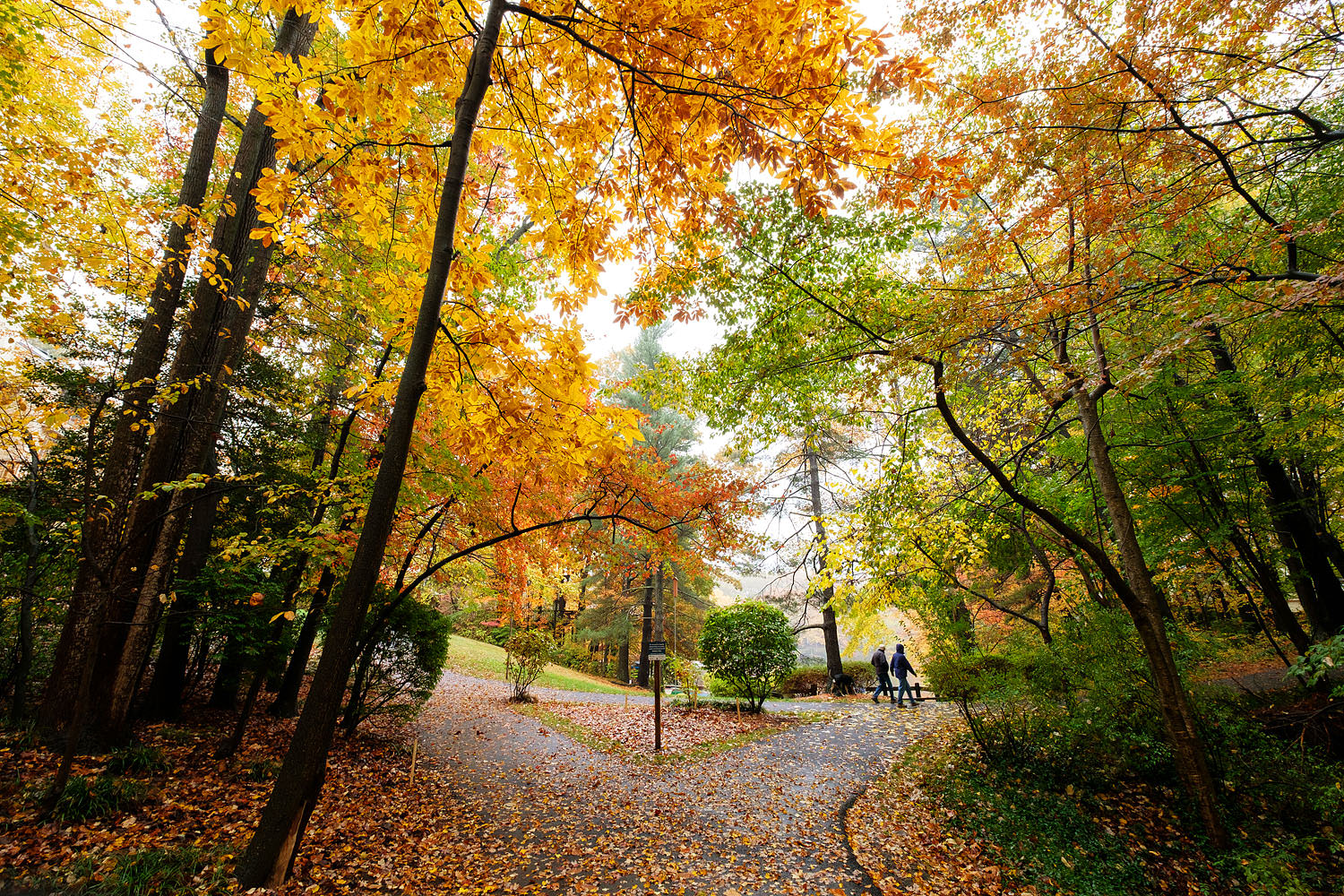 Fall in Reston, Virginia