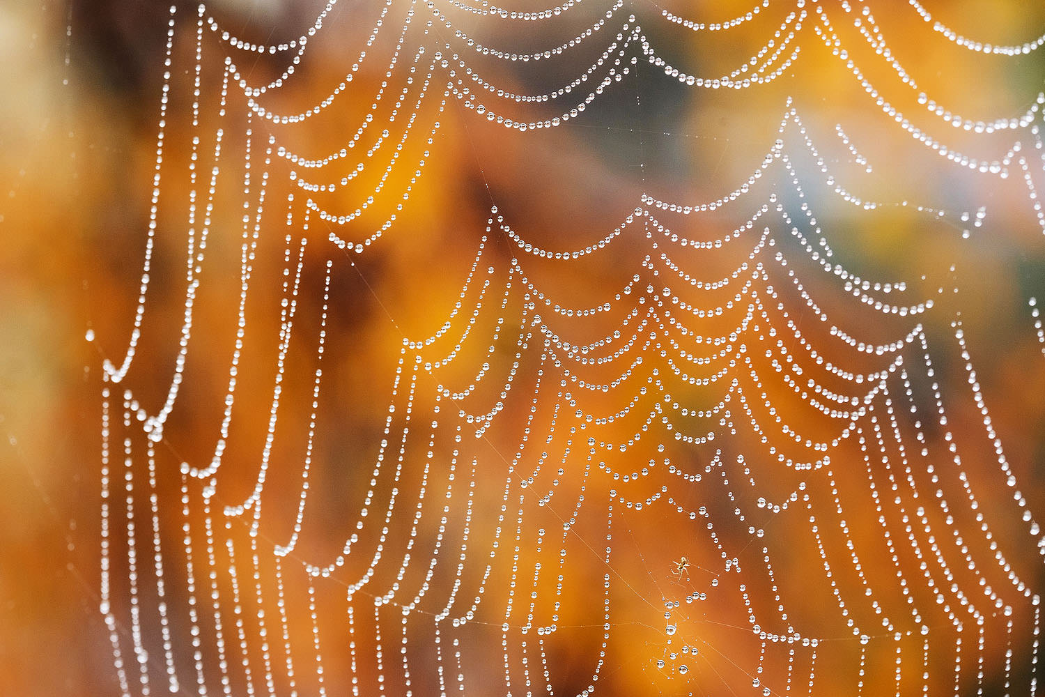 Spider web covered in rain drops