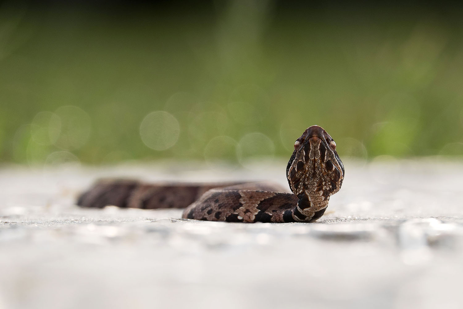 Wild snake | Corolla, North Carolina