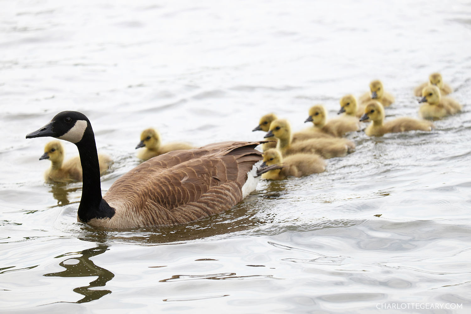 Goose with eleven goslings at Lake Anne