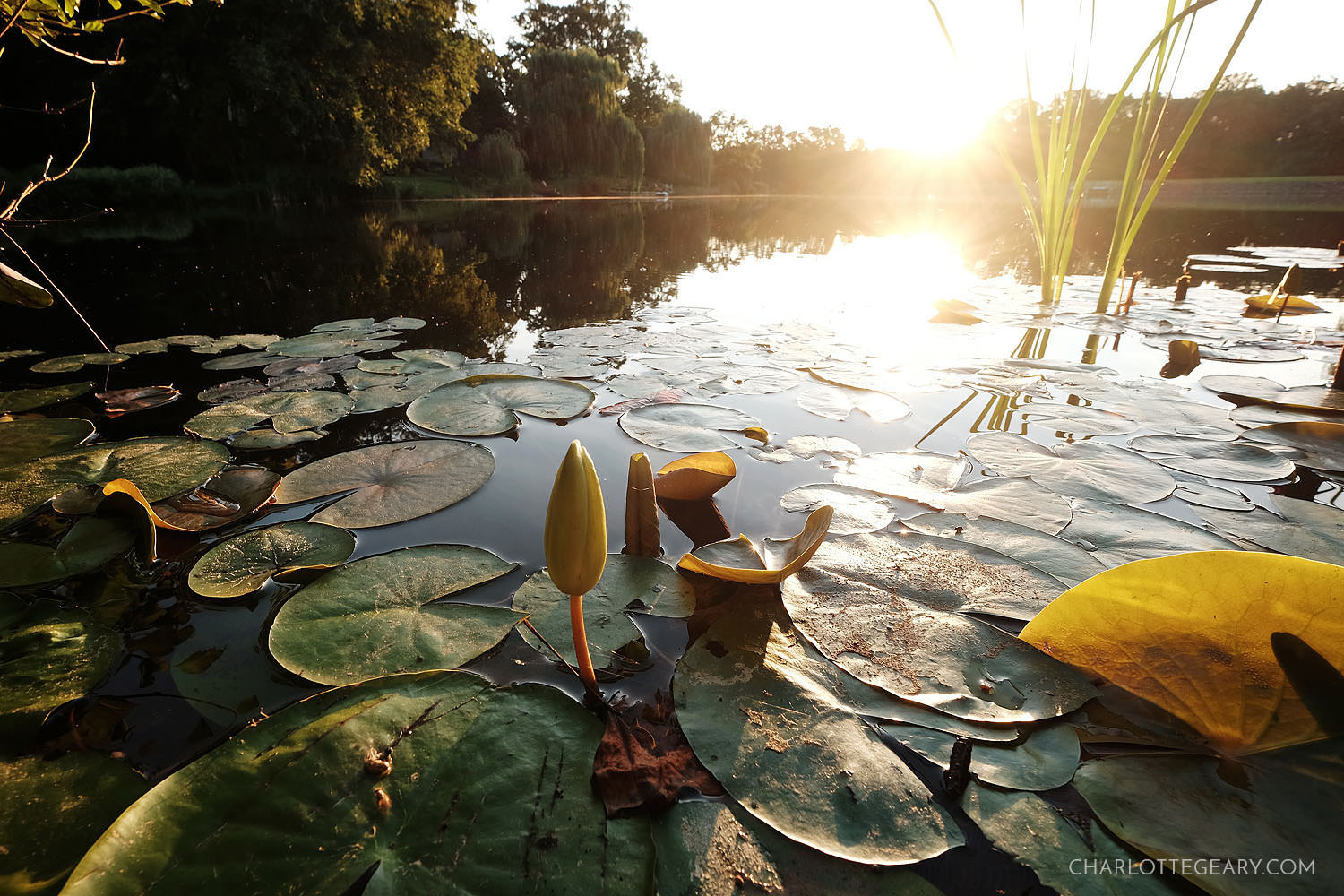 Water lilies at Lake Newport