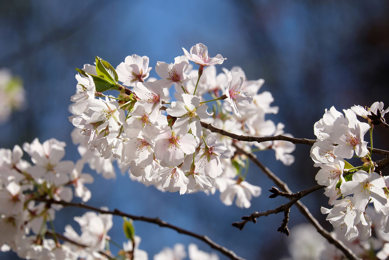 Cherry blossoms at Meadowlark Botanical Gardens in Vienna, Virginia