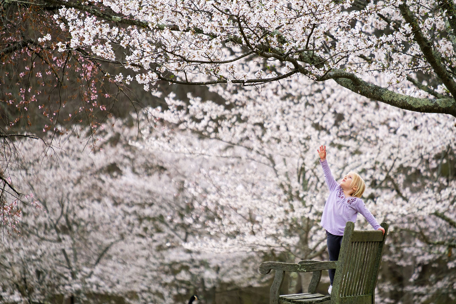 Cherry blossoms at Meadowlark Gardens