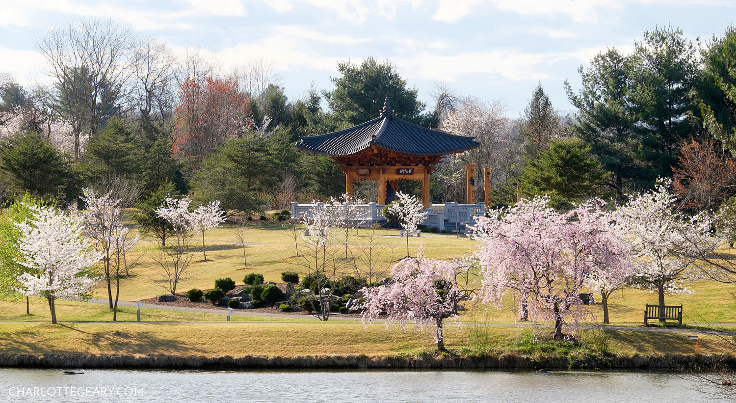 Cherry blossoms at Meadowlark Botanical Gardens in Vienna, Virginia
