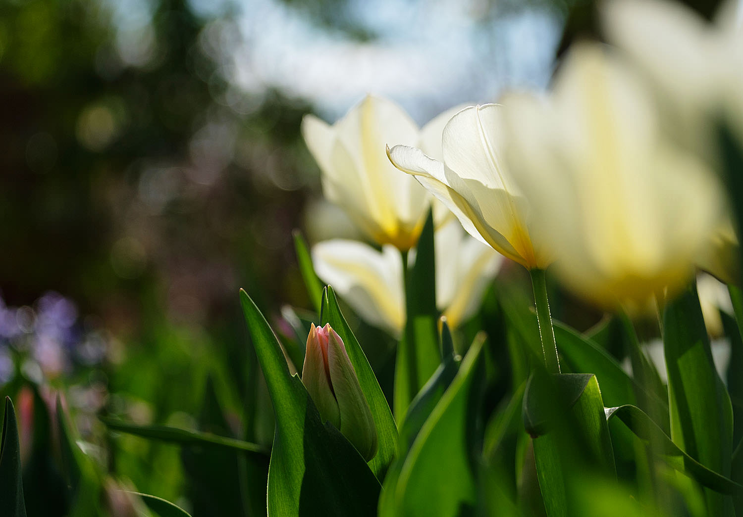 Tulips at Meadowlark Gardens