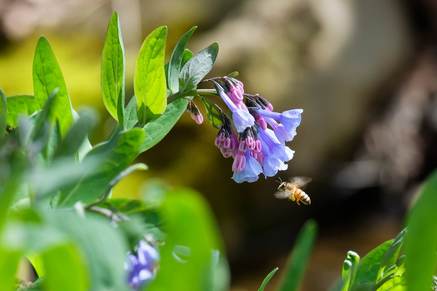 Bluebells and a bee at Meadowlark Gardens
