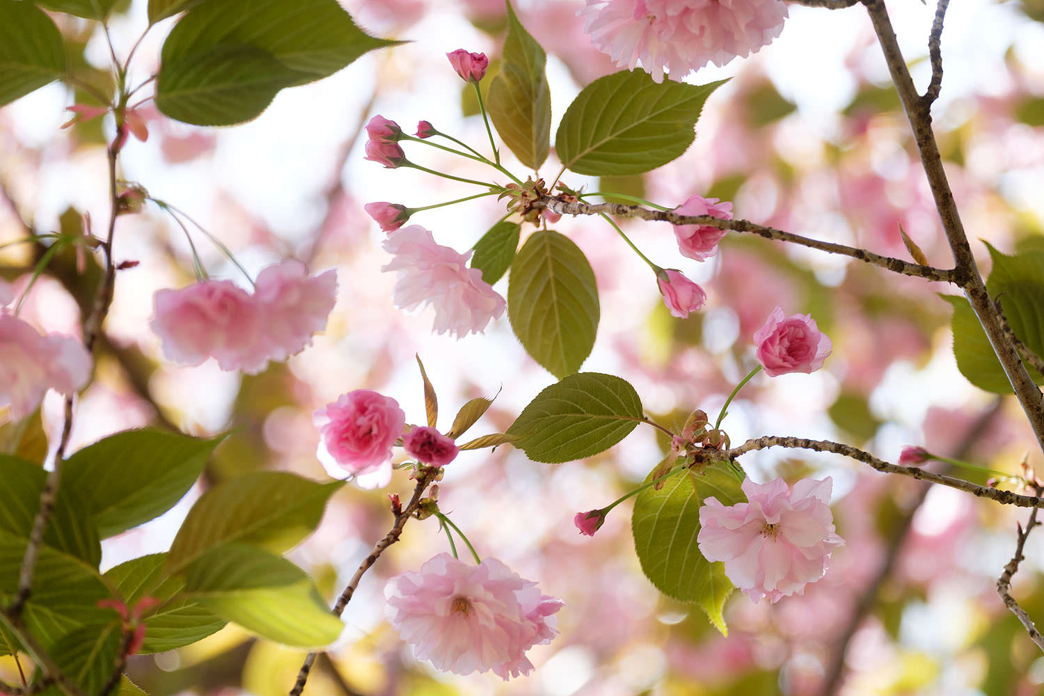 Kwanzan cherry blossoms in Reston