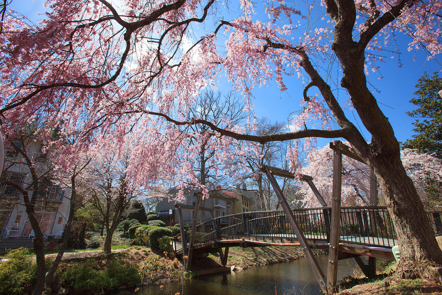 Cherry blossoms at the Van Gogh Bridge