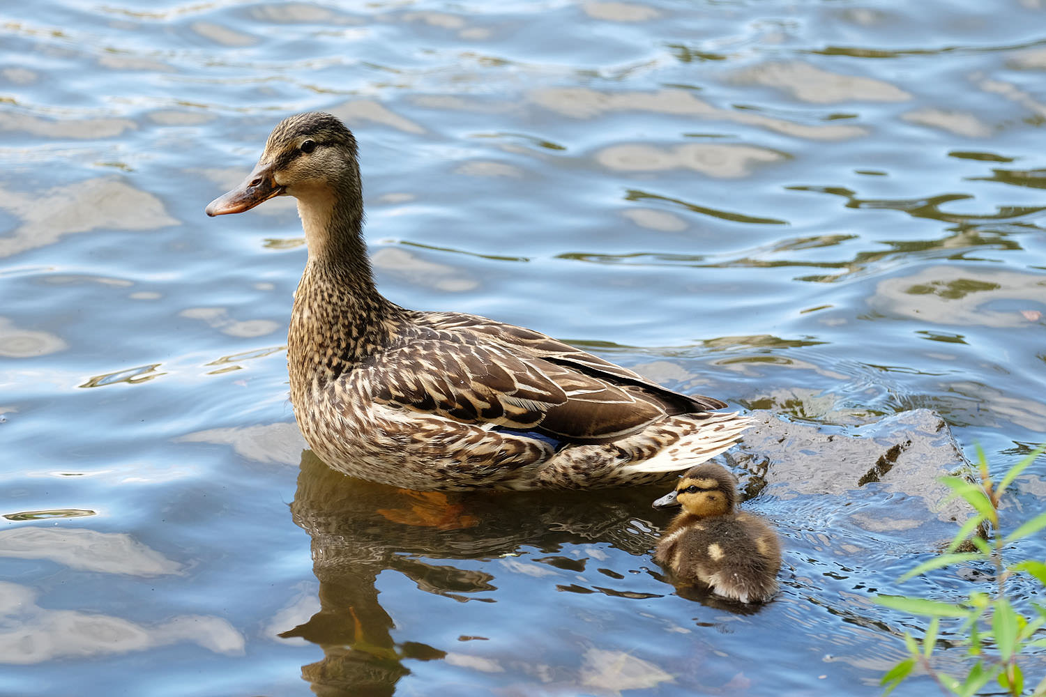 Duck family at Lake Audubon
