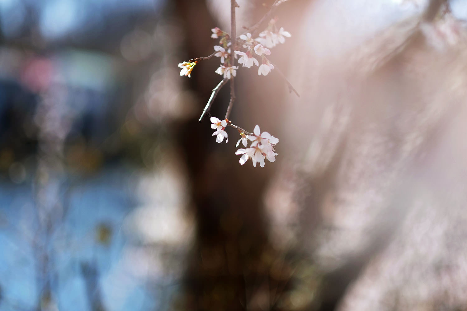 Cherry blossoms at Lake Anne, Reston, Virginia