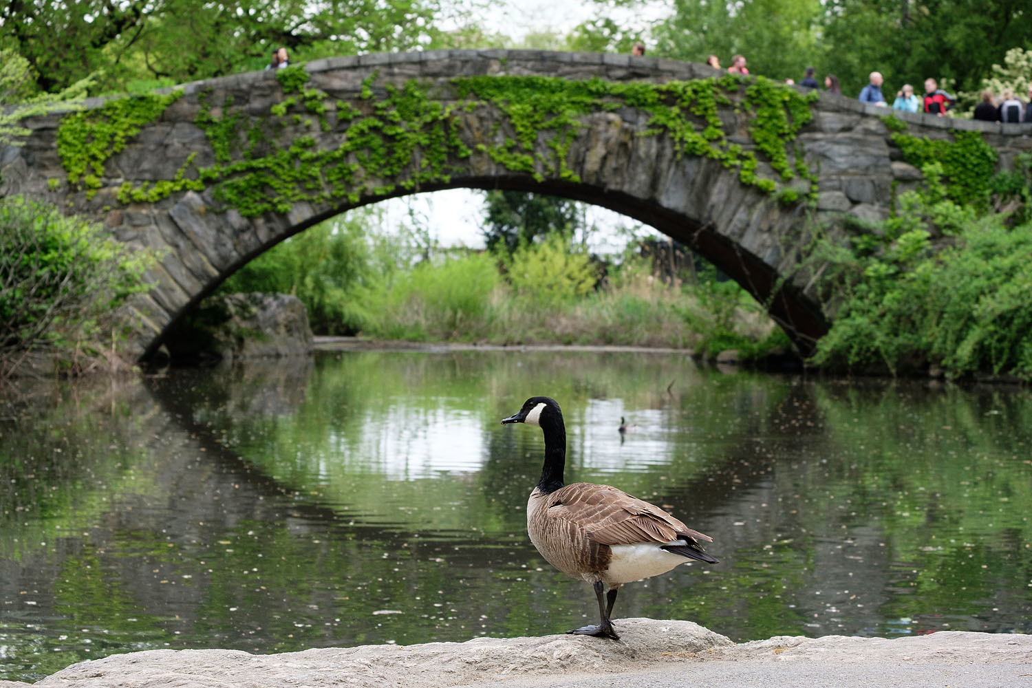 goose in Central Park