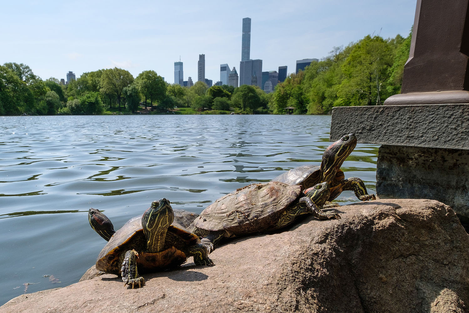 Turtles in Central Park