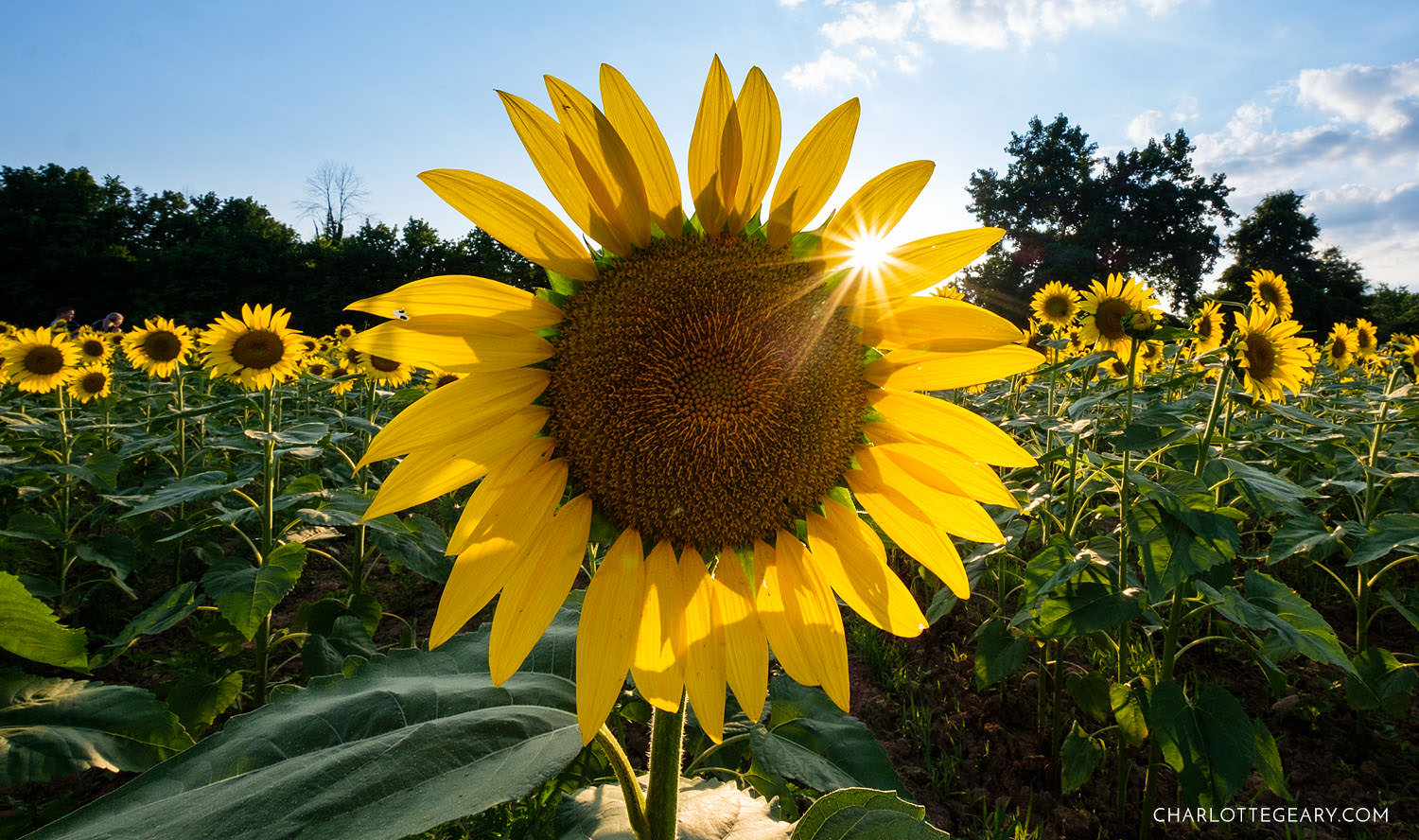 The sunflower fields of the McKee-Beshers Wildlife Management Area